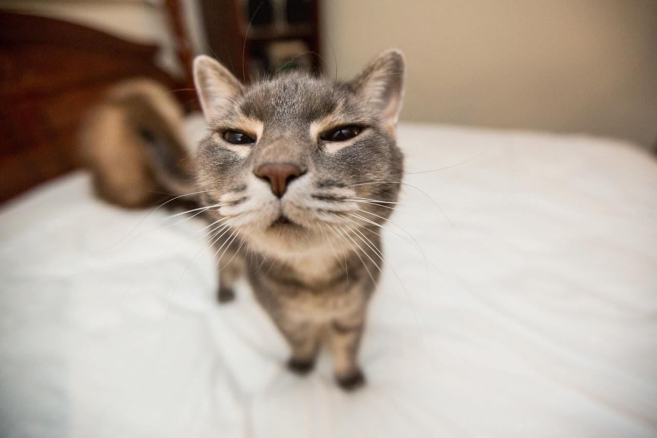 Kedi